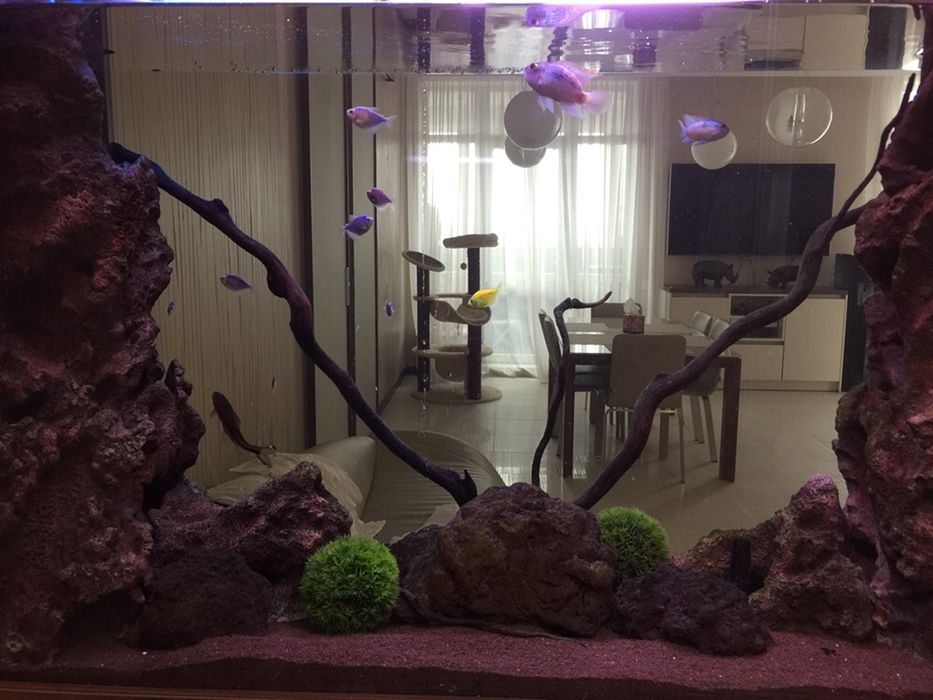 Обслуживание морских и пресных аквариумов,чистка аквариумов