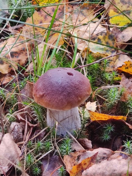 Grzyby prawdziwki/borowiki/koźlarki - na zamówienie