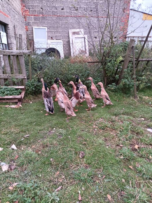 Kaczki biegusy indyjskie