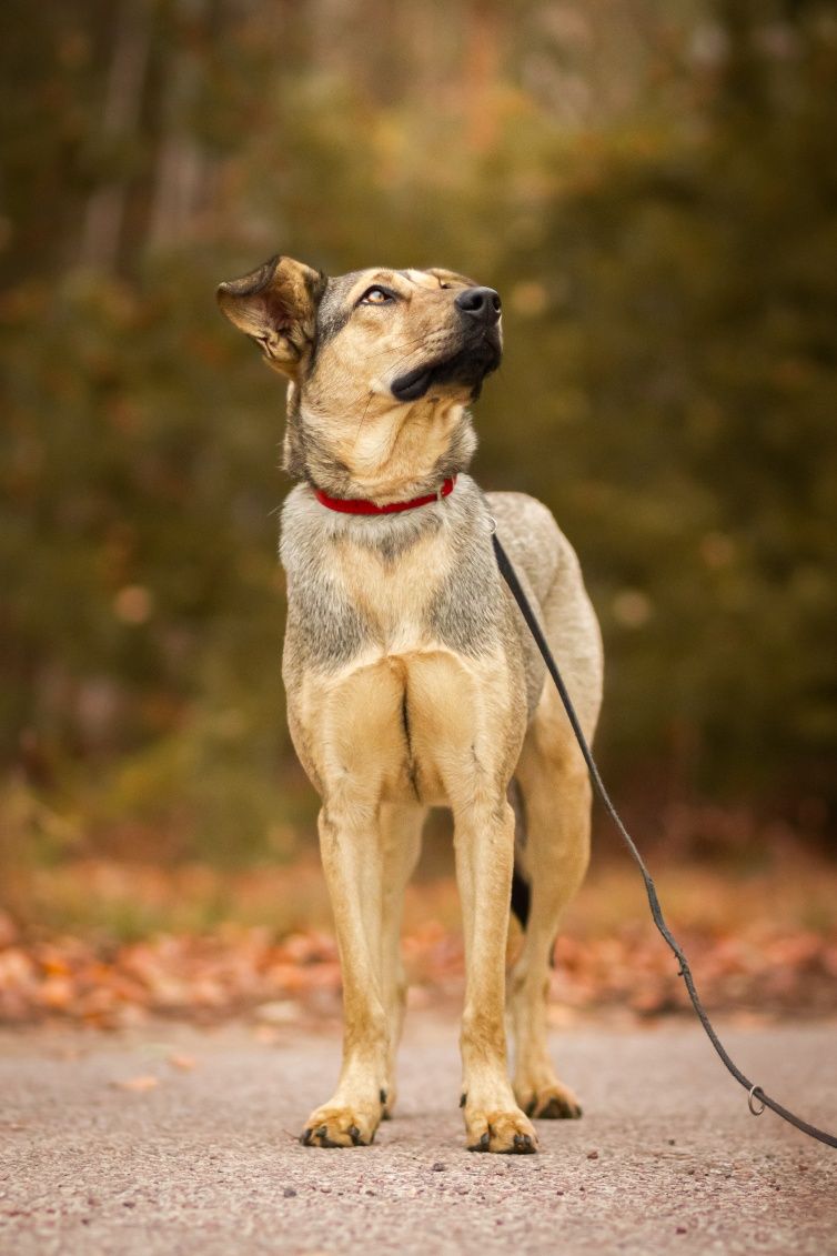 Tofi do pilnej adopcji!