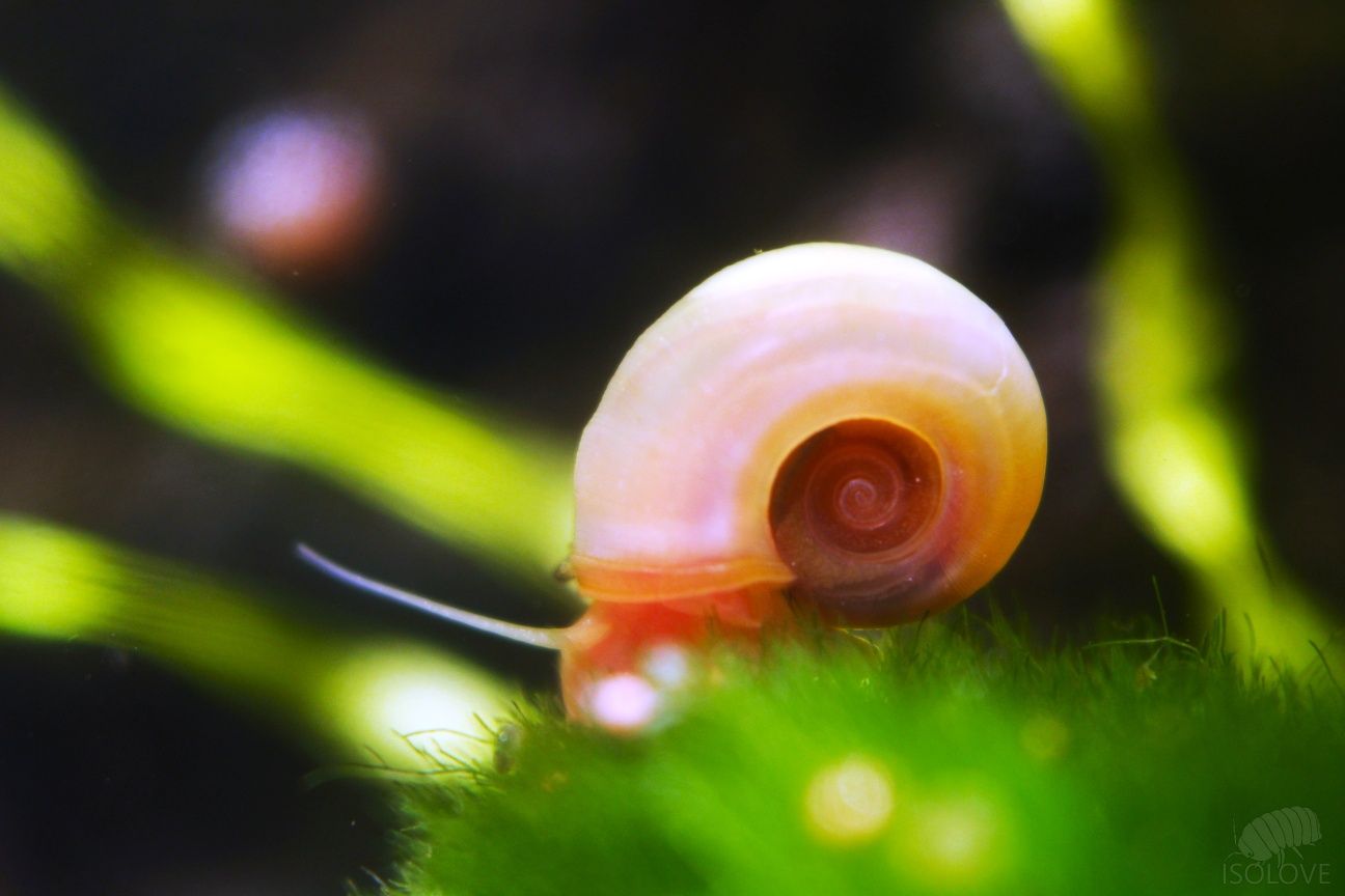 Planorbarius corneus, zatoczek, różowy ślimak, doskonały na glony