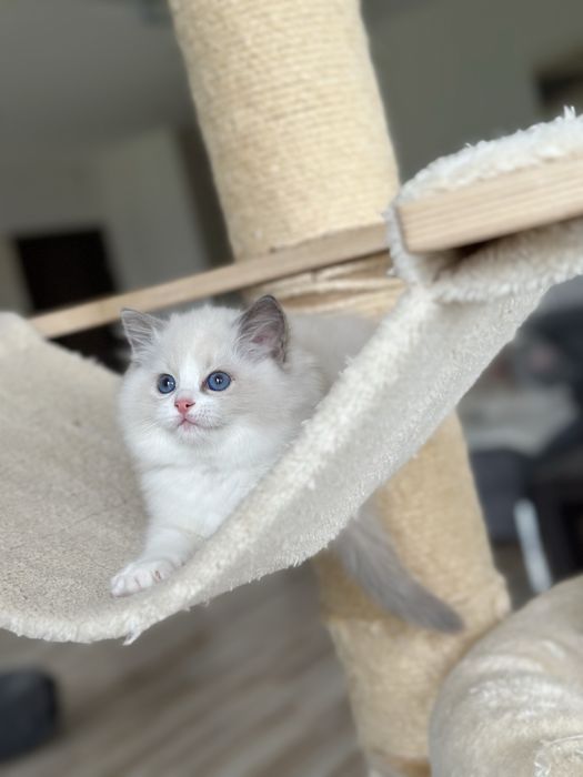 Piękna kotka ragdoll rodowód FPL