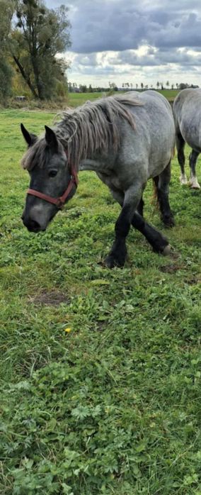 Sprzedam klacz zimnokrwistą