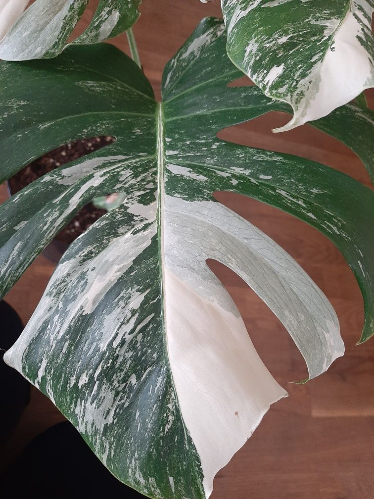 Monstera variegata- polski hodowca.