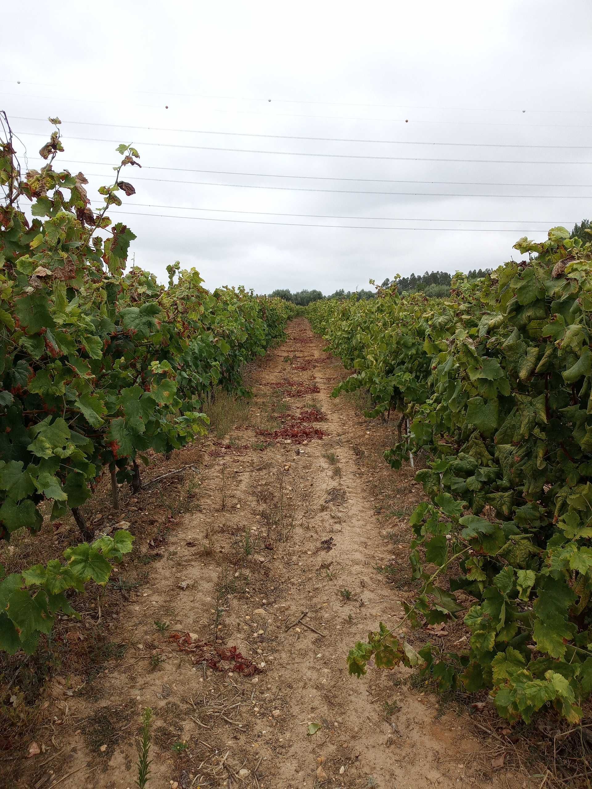 Vinha jovem com perto de 2 hectares