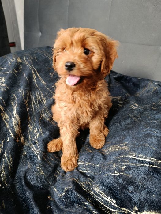 ***Suczka CAVAPOO ***