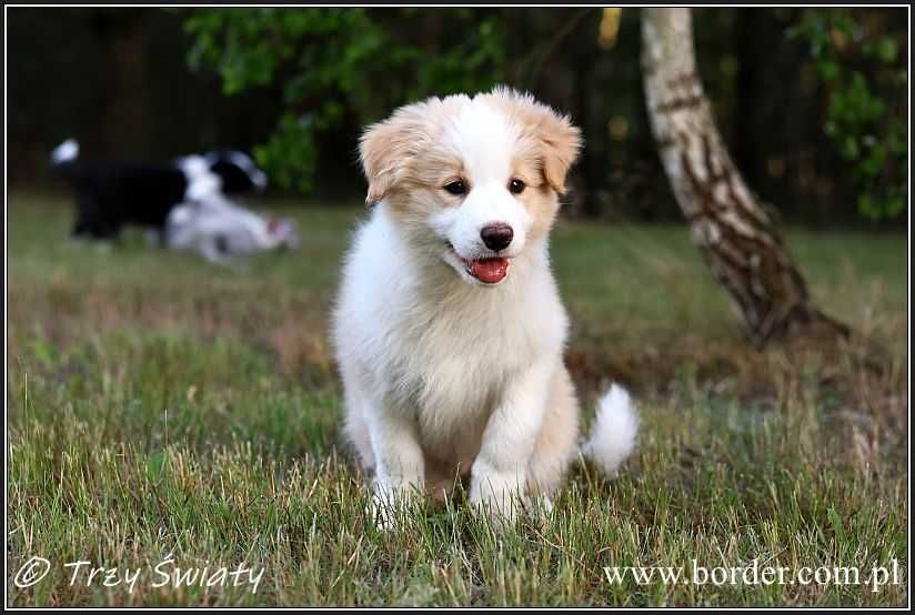 psy szczeniaki Border Collie ZKwP FCI piesek PEDRO