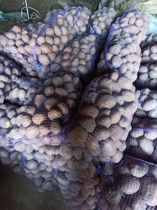 Sprzedam ziemniaki jadalne lord/denar/lawenda/jurek