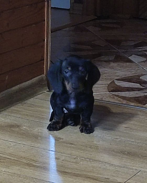 Jamnik krótkowłosy czarny podpalany samczyk