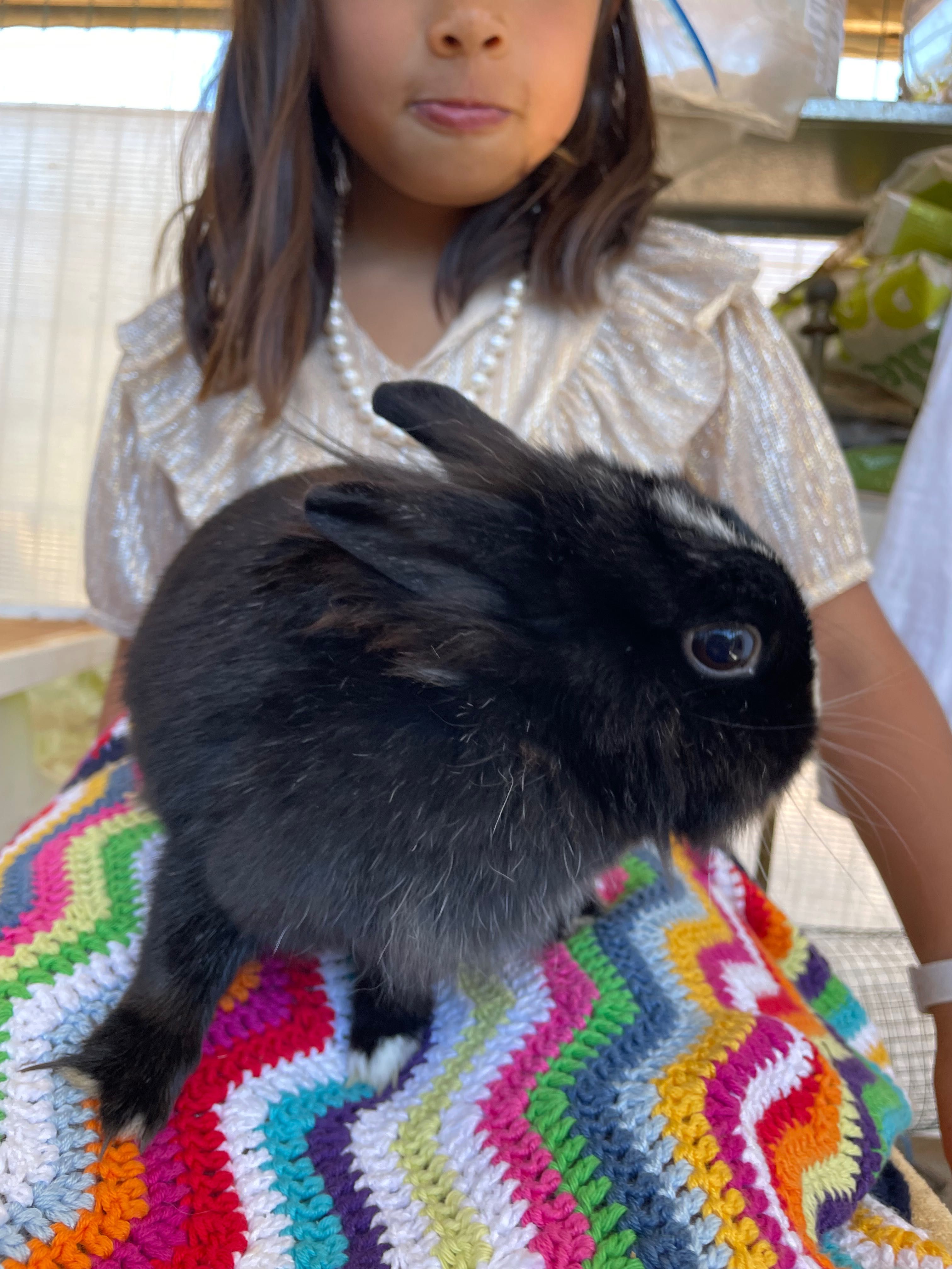 Coelhos anões da raça holandesa E angora