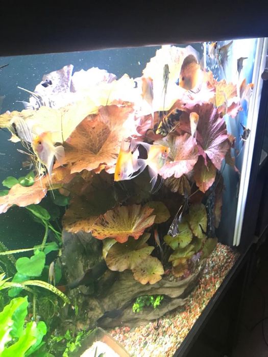 Roślina Lotos czerwony i zielony