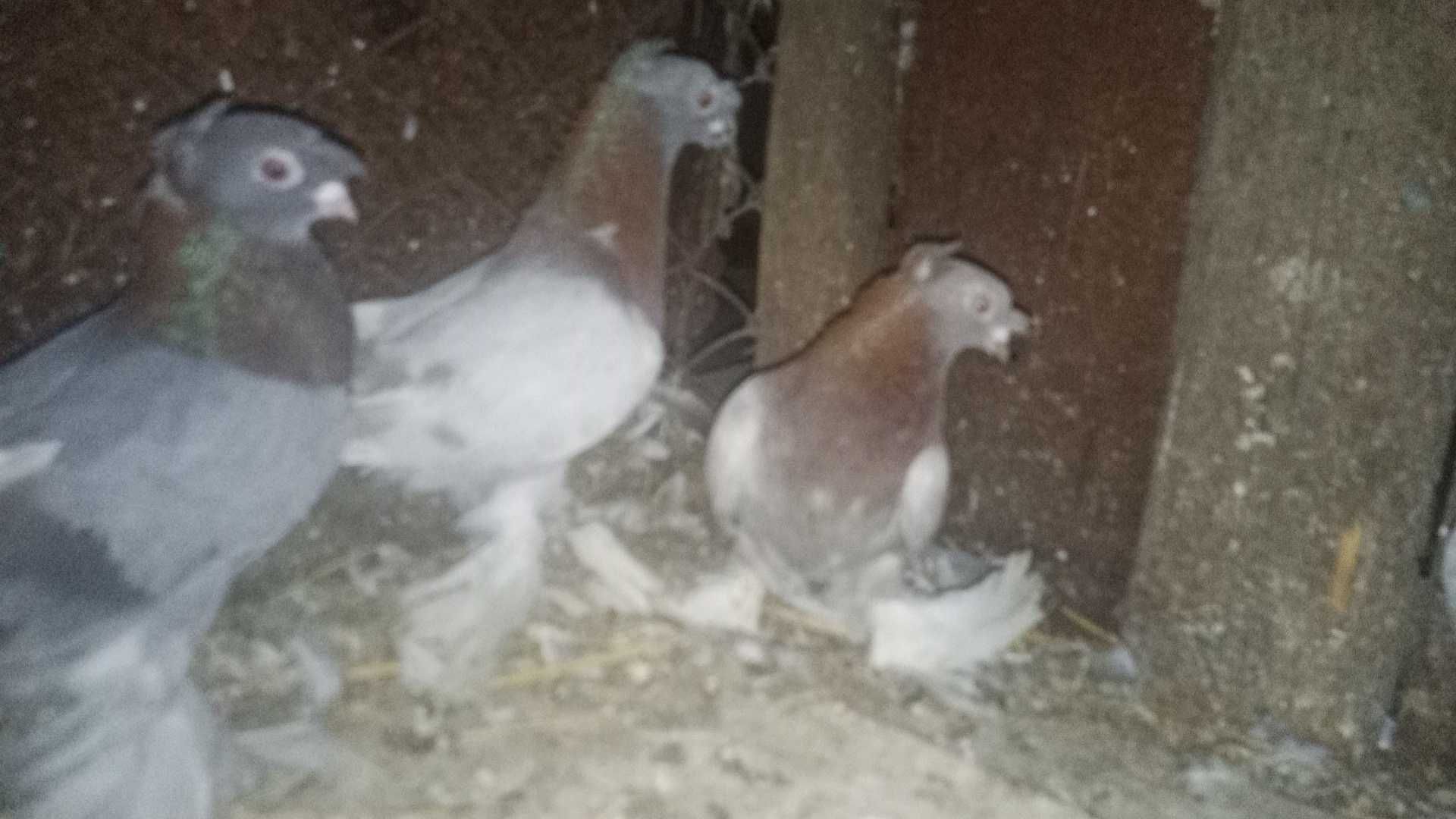Продам узбекских голубей ,есть 2 штуки самці  , Миколаївська область