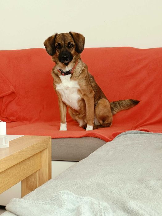 Emi poleca się do adopcji