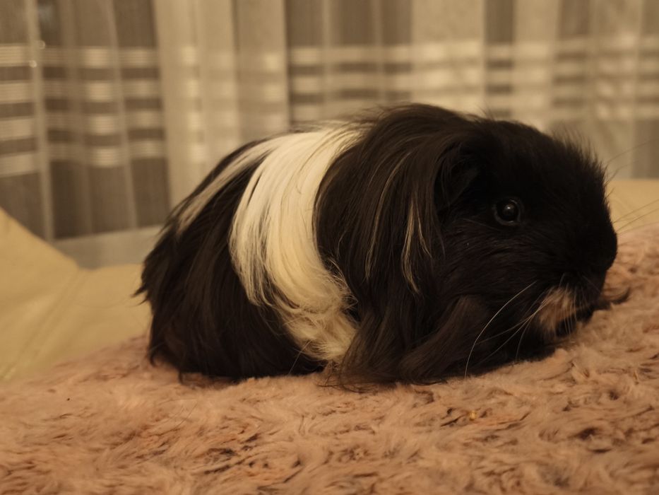 Świnka morska  sheltie z rodowodem rasowy samiec , długowłosy