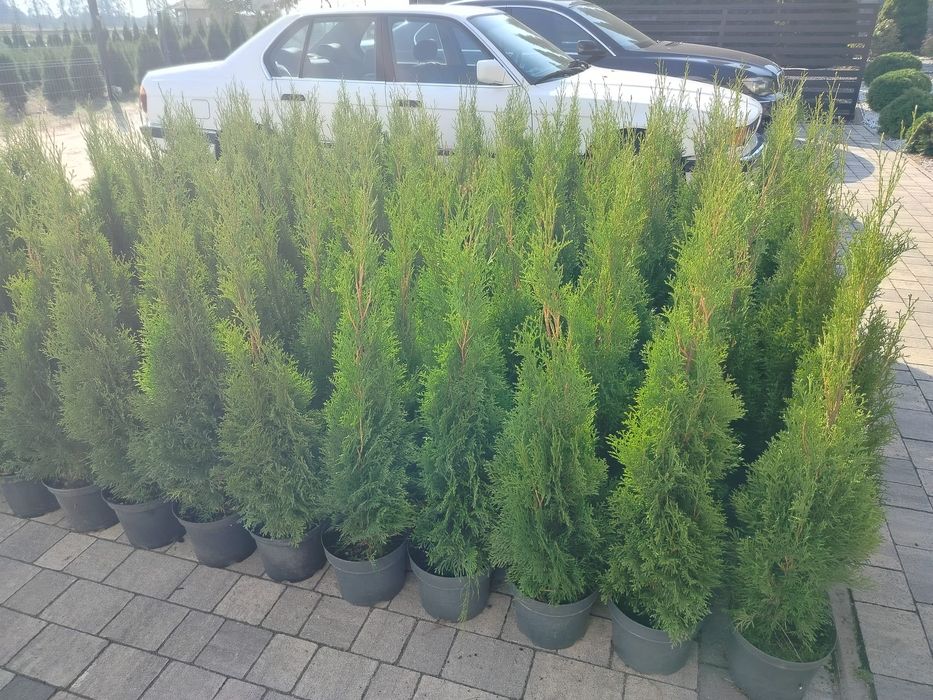 Wys 60- 70cm Tuja szmaragd
