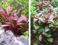 Alternanthera Reineckii / Ludwigia Glandulosa - plantas fáceis - Guppy