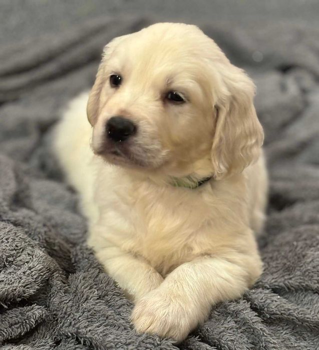 Golden Retriever szczeniak Gotowy do odbioru