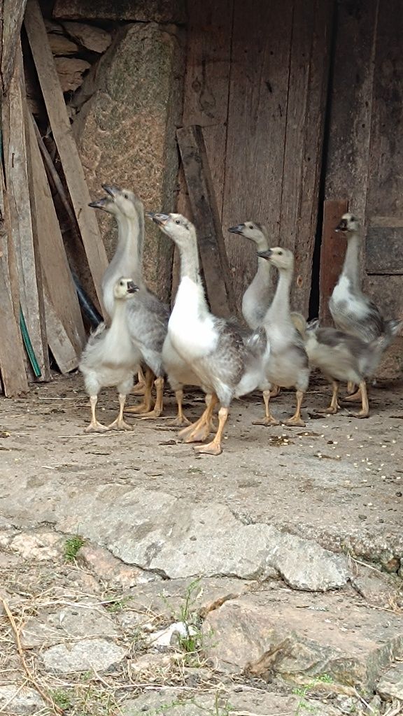 Gansos caseiros na zona de cabeceiras de basto