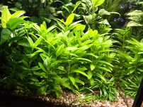 Staurogyne Repens, Anubias