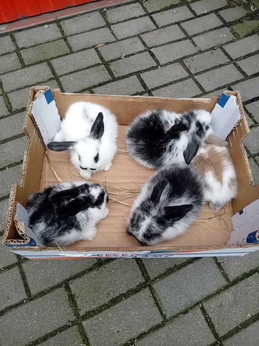 Króliczki miniaturki