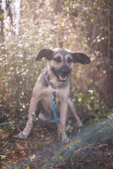 Gosia, Gośka, Gosieńka - do pokochania i adopcji