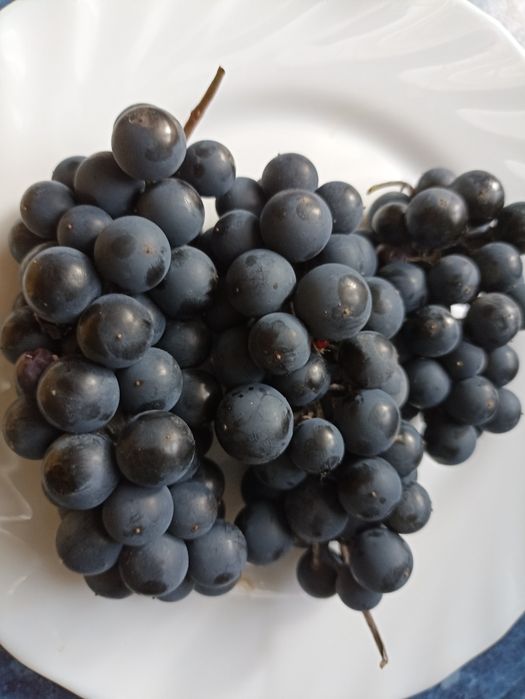 Продам домашній солодкий винний виноград