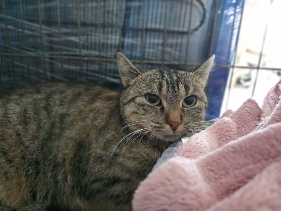 Bura kotka Kania szuka domku