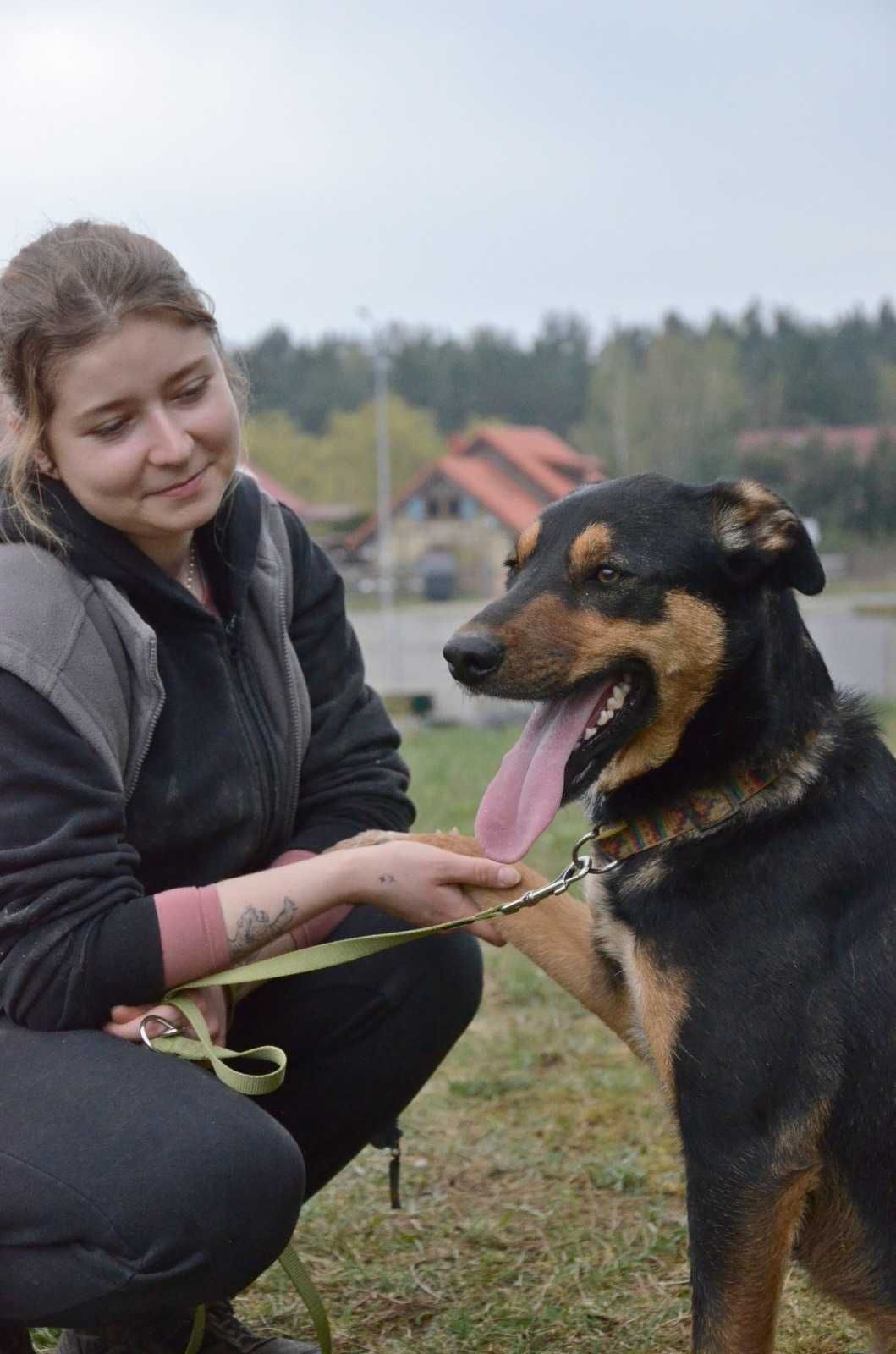 Groszek—wulkan miłości szuka domu