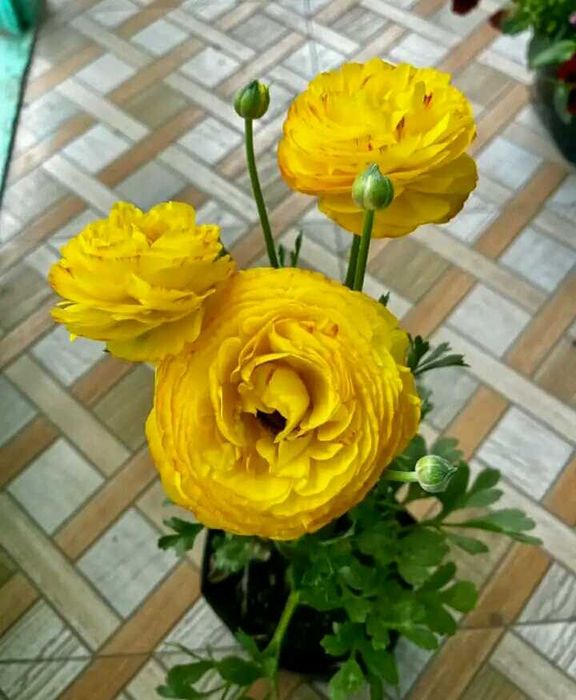 Лютики ранункулюс корін