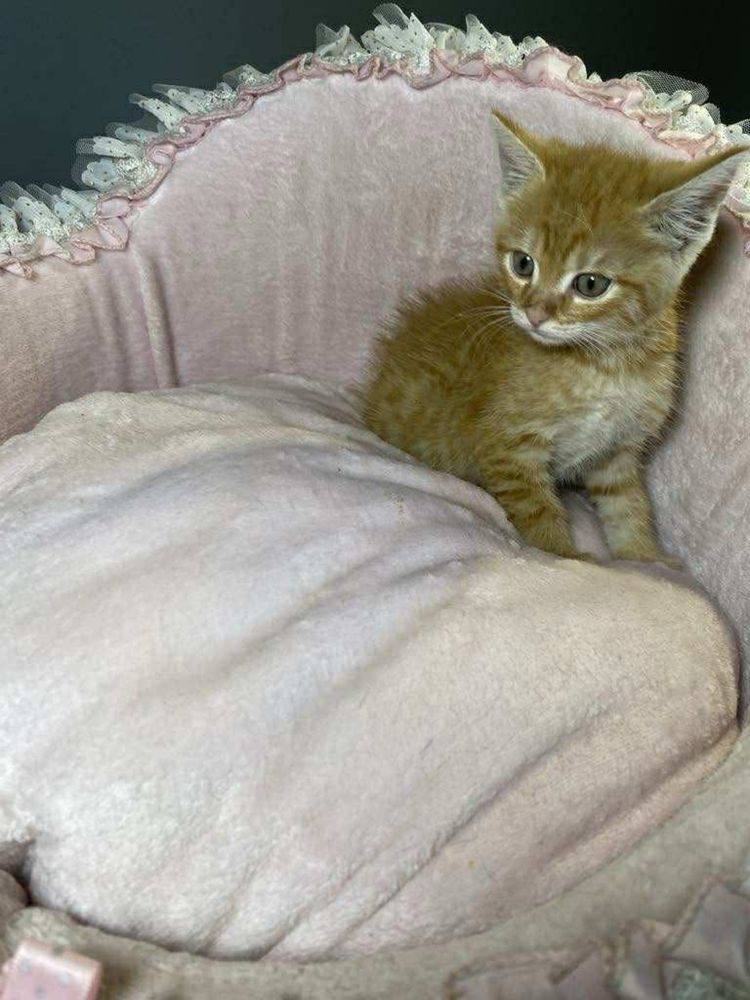 Kotek Rumianek do adopcji