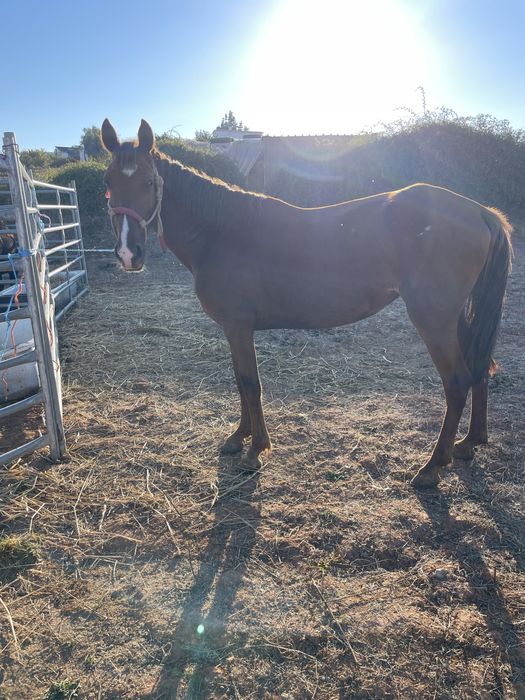 Poldra alazã super docil com 3 anos