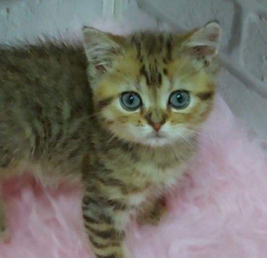 Шотландский котик