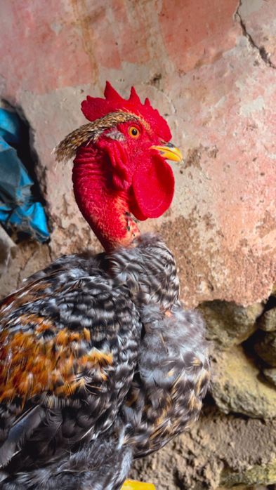 Vendo galinhas engorda,poedeiras e um Frango pedres 3meses