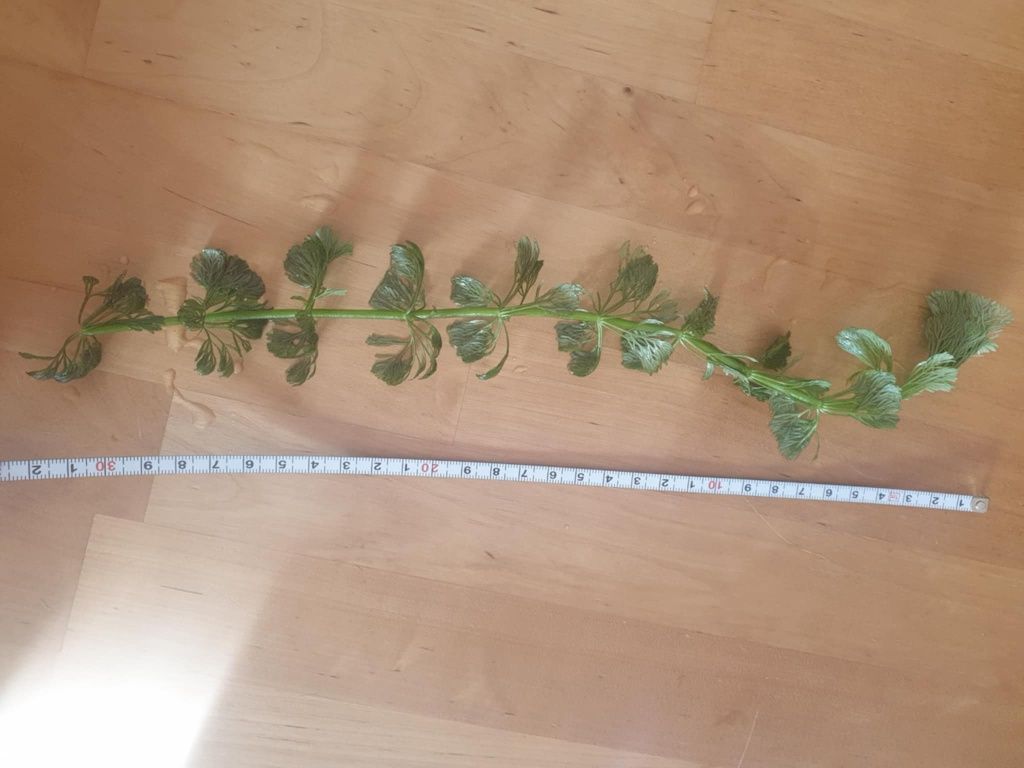 Limnophila sessiliflora
