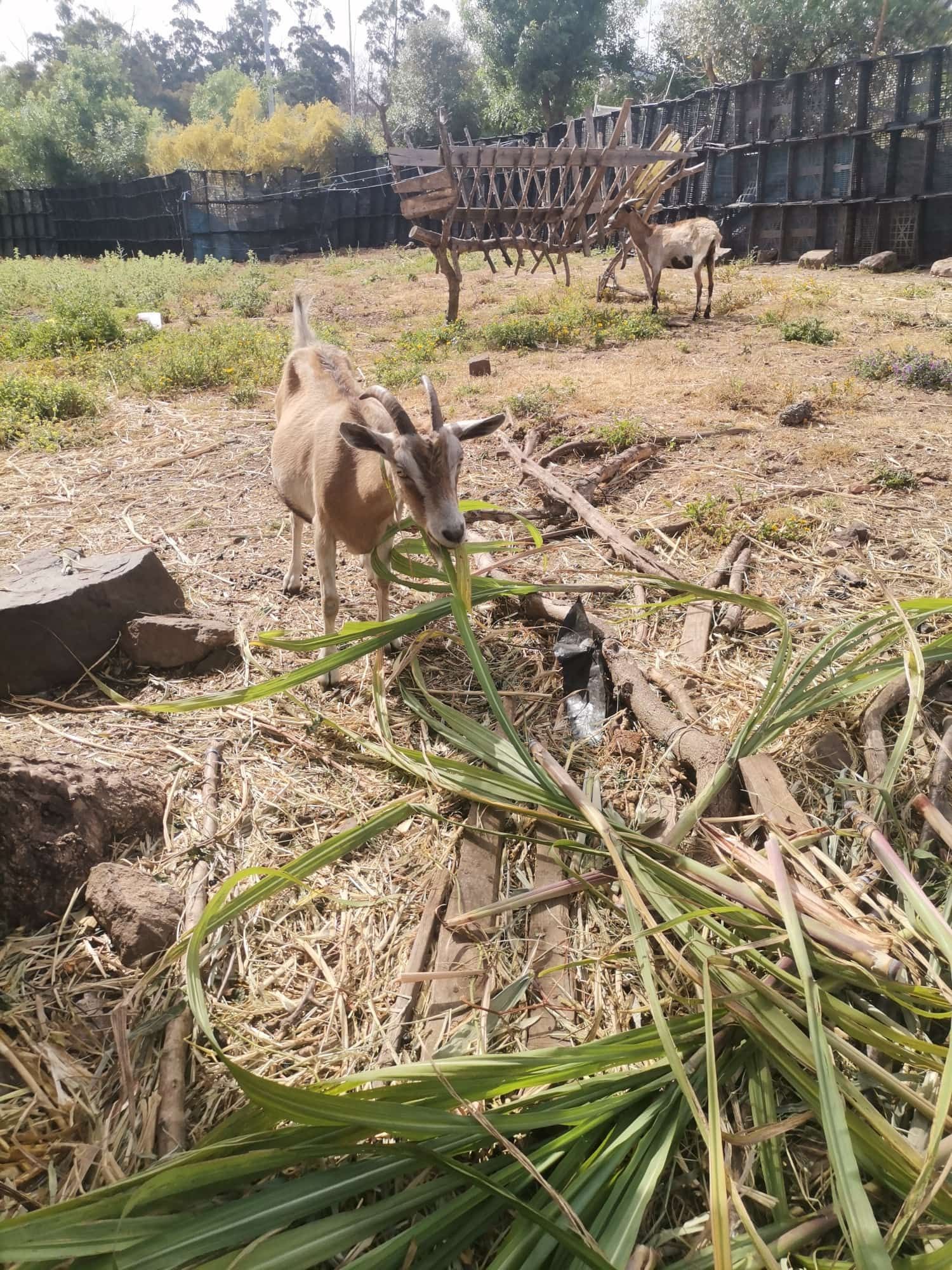 Venda de lote cabritos e cabras