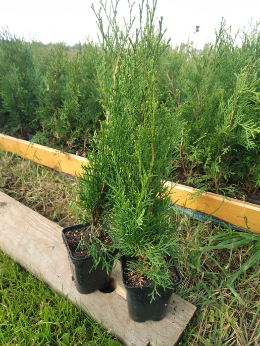 Tuje szmaragd w doniczce 50-60 cm 4 zł
