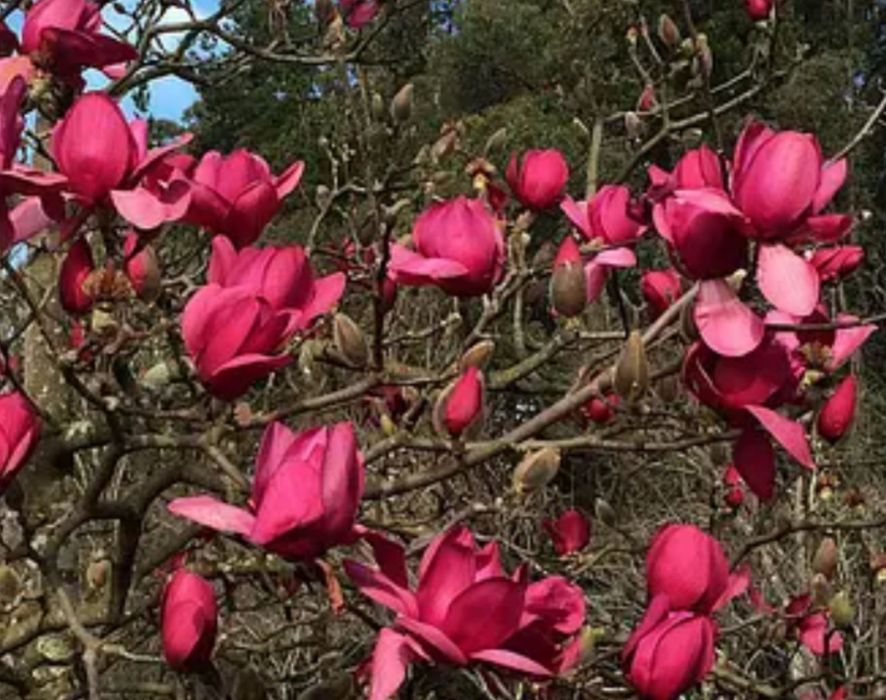 Магнолія Джені Суланжа Сенсація Альба Нігра Дафні Вулкан Енн Рустіка