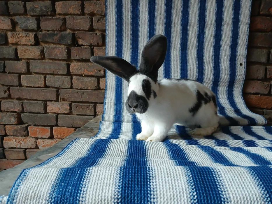 Srokacze sprzedam