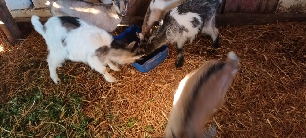 Kozy i koziołki Obrowo