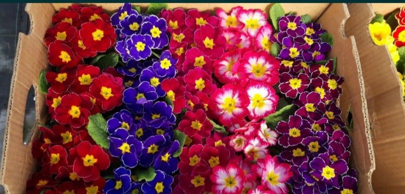 Квіти ...Тюльпани, цинерарій, лютик, квіти для озеленення різноманітні