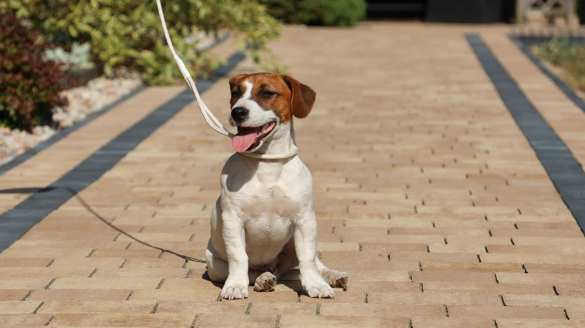 Piesek Jack Russell Terrier ZKwP FCI/badania genet.