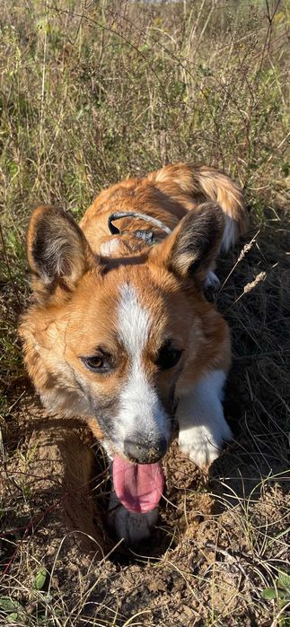 cudowny szczeniak Welsh Corgi Pembroke