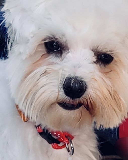 Продам мальтезе 1,5 года