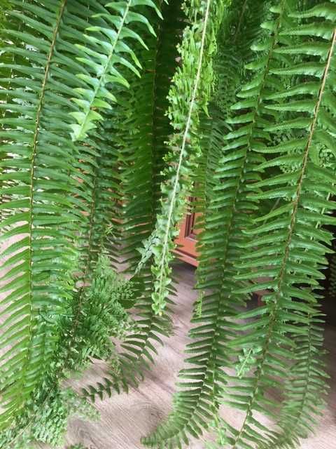 NEPHROLEPIS EXALTATA | Nefrolepis Wyniosły | paproć gigant