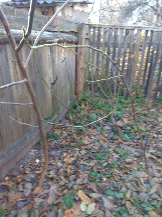 Саджанці грецького( волоського) горіха