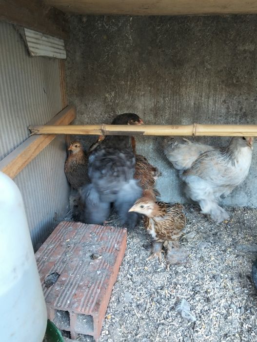 Pintos Brahmas perdiz e ovos para venda