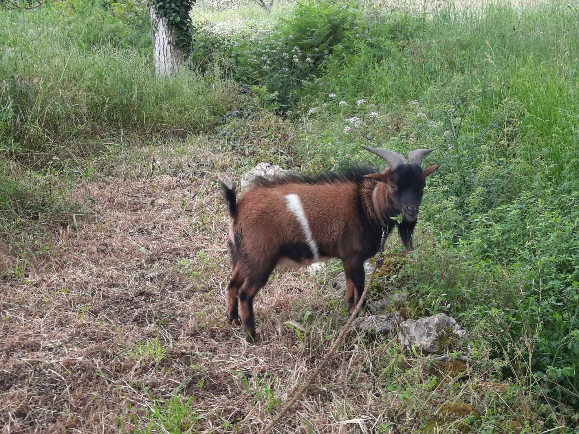 Xibo anão para venda