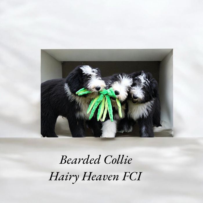 Bearded Collie FCI - suczka