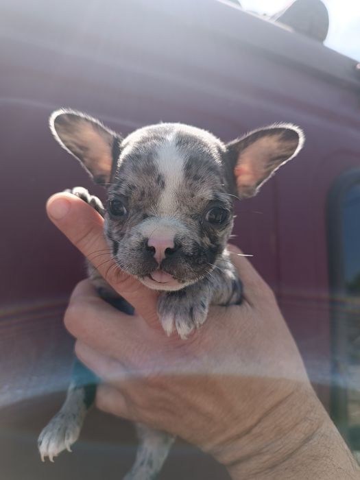 Французький бульдожка хлопці та дівки доставимо