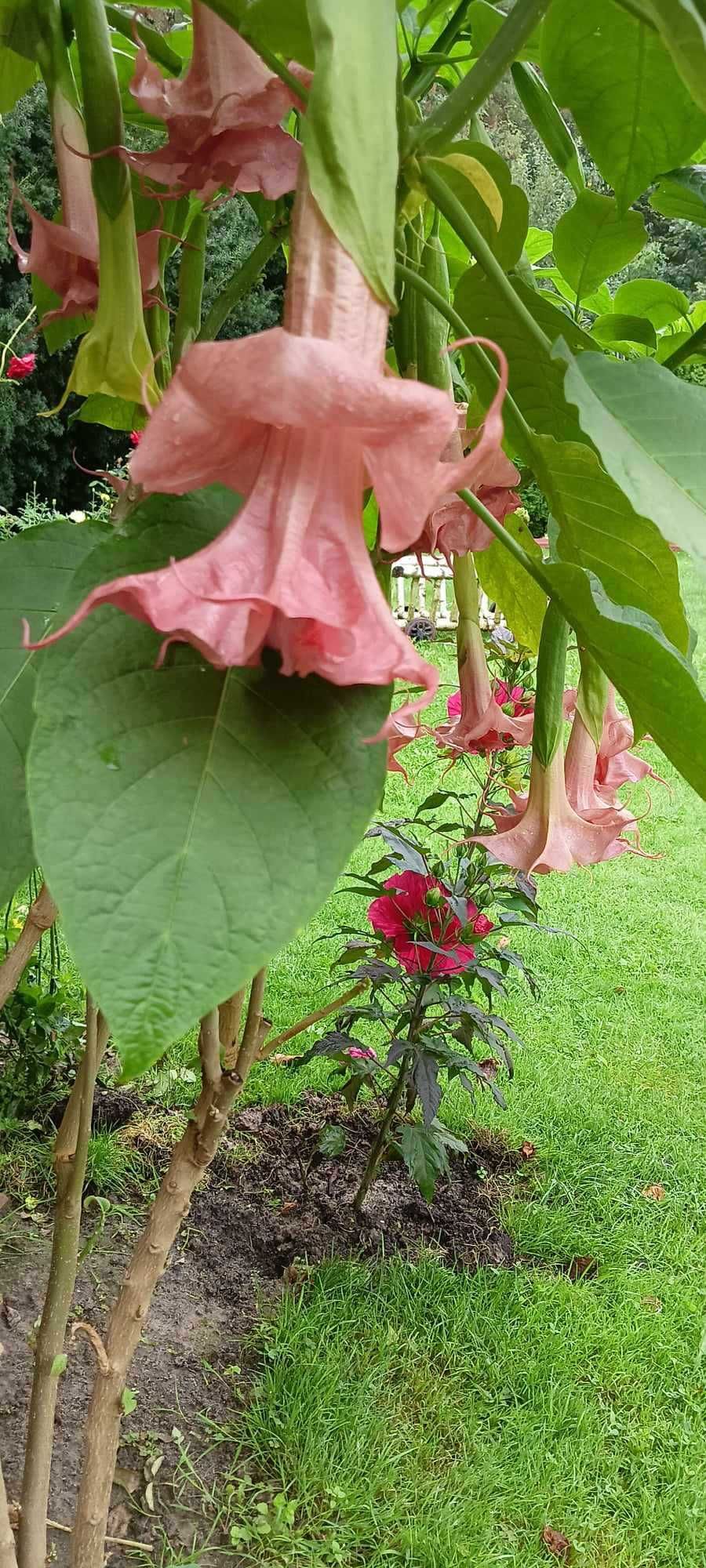 Brugmansia angels inspiration różowa podwójna Datura